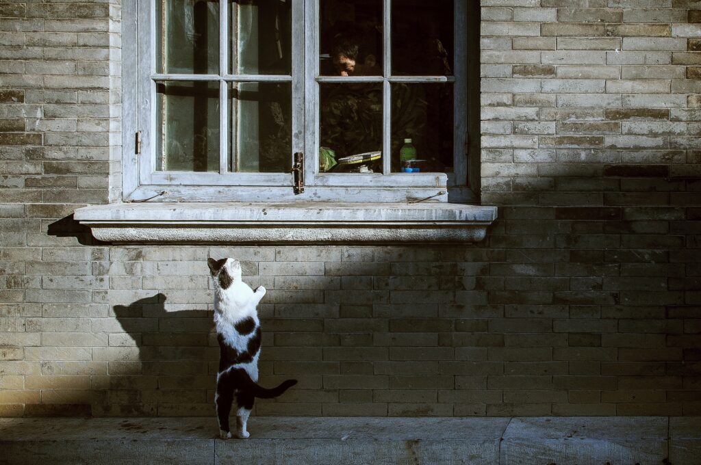 curiosity